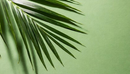 palm leaf on a green surface with shadow stylish background for presentation