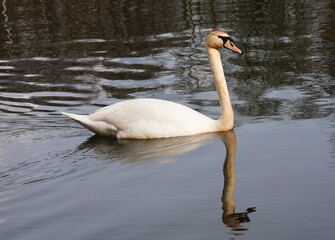 Fototapeta premium Swimming mute swan in side view. White swan reflects in the water. Cygnus olor.