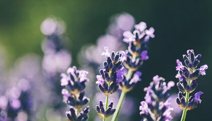 close up of lavender flowers soft focus on black banner background