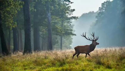 Fototapete red deer in forest on foggy morning © Richard
