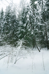 snow covered trees in forest