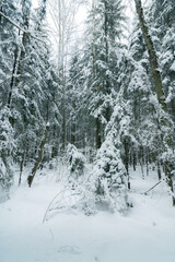 snow covered trees in forest