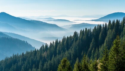 the landscape of pine forests on the mountains is interspersed with morning mist natural background...