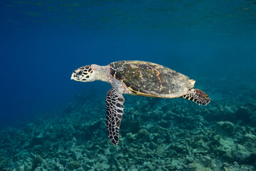 Hawksbill sea turtle swimming in blue lagoon