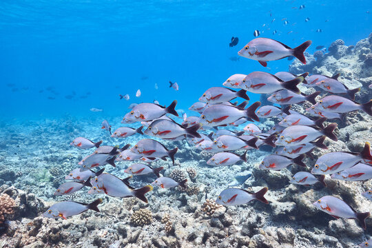 Lutjanus gibbus humpback red snapper school in blue ocean
