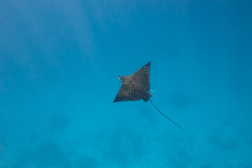 Aetomylaeus Myliobatis eagle ray swimming in blue ocean