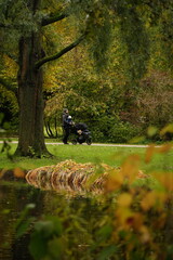 Vibrant and tranquil nature in Denmark