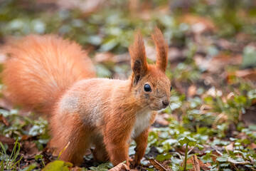 A close-up red fur squirrel stands on the ground in the park and looks right toward the camera lens on a sunny spring day.	