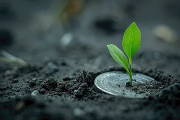 Fotobehang A seedling is growing on a coin lying on the ground. Green investment concept ,Rising money to invest. financial growth concept © Saliento