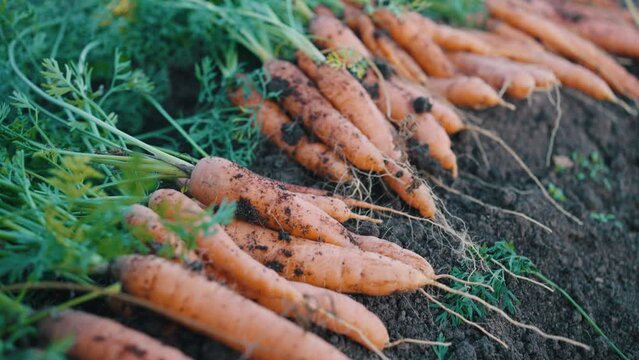 A bountiful cluster of freshly-pulled carrots lay on the soil, showcasing the rewarding result of organic gardening. Fresh Harvest of Earthy Carrots