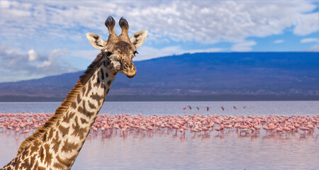 Obraz premium Africa. Kenya. Lake Nakuru. Flamingo. Flock of flamingos. Serene African Landscape with Giraffe and Flock of Flamingos by the Water