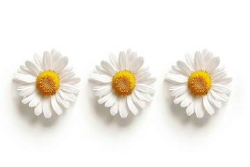 Fototapeta na wymiar Camomile small group set isolated on white background as package design element