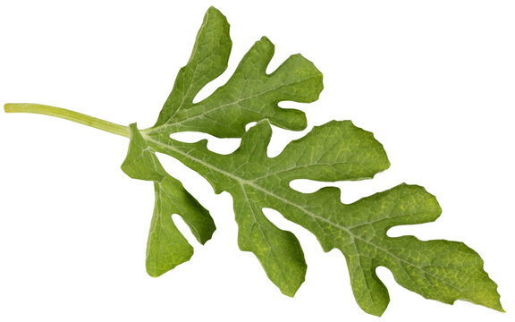 insulated watermelon leaf. one cut-out leaf, herbarium. isolate.