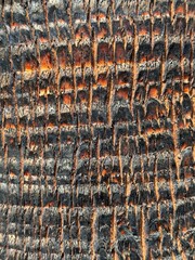 palm bark after fire background
