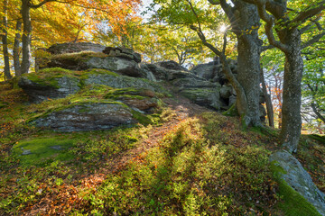 herbstlicher Wald nahe der Burg Aggstein, Wachau, Niederösterreich, Österreich