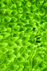 Sea coral fuorescent phenomenon with fluorescent light