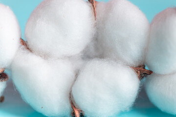 Cotton flowers close up, macro. Cotton is used for the production of fabrics, paper, natural floral background