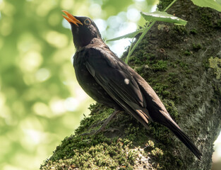 Singende Amsel im Baum