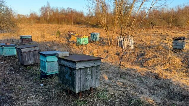 Apiary. Honey production bee farm. Beekeeping in rural. Wooden Beehives in Apiary. Collection of Hives with Colonies of Bees Kept for Honey. Hives of bees. Beehives in countryside. Bee keeping Honey