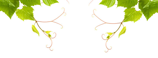 Grapevine with bright green leaves isolated on white. Wide photo. Collage. Free space for text.