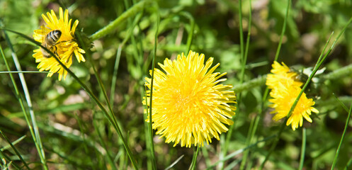 Yellow dandelion flower on a green meadow. Wide photo.