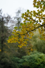 Vibrant and tranquil nature in Denmark
