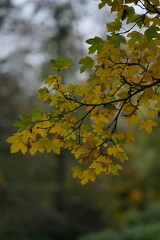 Vibrant and tranquil nature in Denmark
