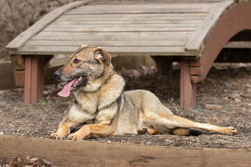 Dog on a walk. A dog with its owner walks on a training ground.