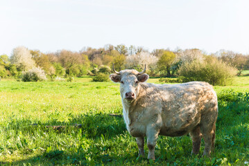 Beautiful charolais bull in a pasture on sunny day; looking at camera. France, poitou-charentes