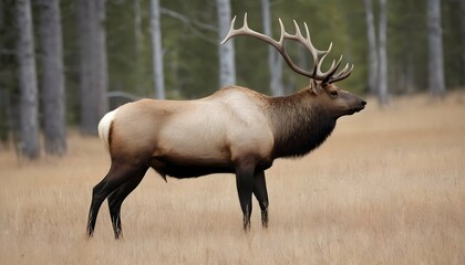 An Elk Bull With A Thick Neck And Muscular Body R Upscaled