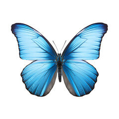 butterfly and its silhouette on transparent background