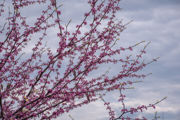 flower, flowers, nature, pink, plant, garden, purple, blossom, spring, bloom, summer, beauty, violet, flora, floral, bush, color, park, beautiful, blooming, season, bougainvillea, plants, close-up, pe