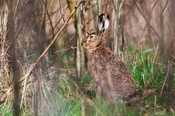 Wild hare Lepus europaeus is resting in the forest. Hidden behind the trees in sunny spring evening.