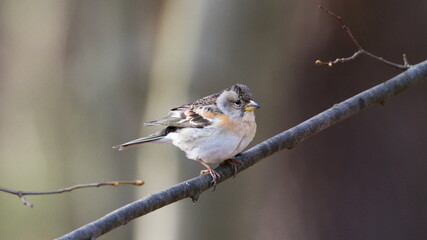 Fringilla montifringilla aka The brambling. Small passerine bird perched on the tree branch.