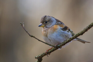 Fringilla montifringilla aka The brambling. Small passerine bird perched on the tree branch.