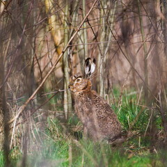 Wild hare Lepus europaeus is resting in the forest. Hidden behind the trees in sunny spring evening.
