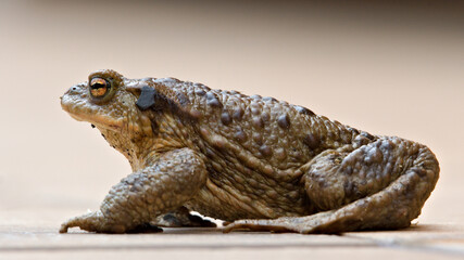 Common toad Bufo bufo female. Huge frog from Czech republic. Mating season. Isolated on clear background.