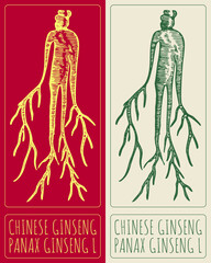 Fototapeta na wymiar Vector drawing CHINESE GINSENG. Hand drawn illustration. The Latin name is PANAX GINSENG L