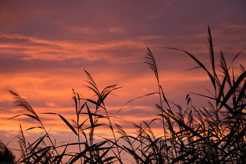 sunset cane2