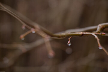 drop on branch
