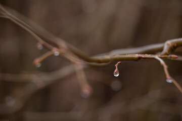 drop on branch - obrazy, fototapety, plakaty