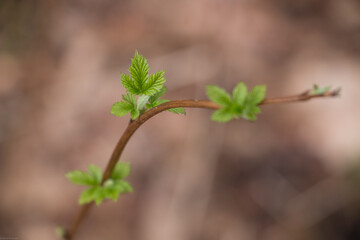 young leaves