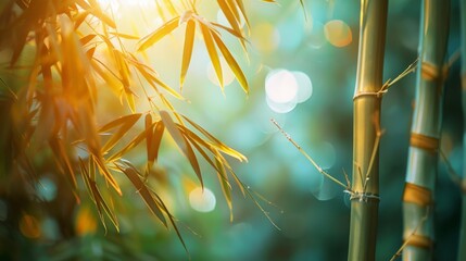 Sunlight Filtering Through Bamboo Tree