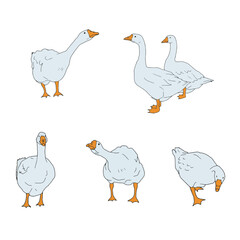 Set of grey geese. Vector icon illustration of cute farm goose domestic ducks