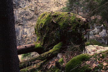 fallen tree moss