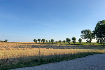 Fototapeta na wymiar Sommerliche Landschaft mit Feldern und Bäumen entlang einer kleinen Straße