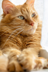 Portrait of a red cat near the window