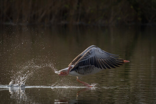 Greylag Goose (Anser anser)  taking off from water. Gelderland in the Netherland
