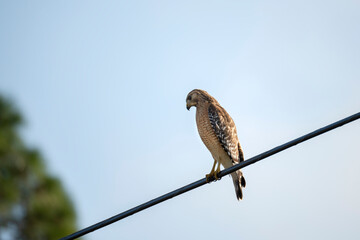 The red-shouldered hawk bird perching on electric cable looking for prey to hunt