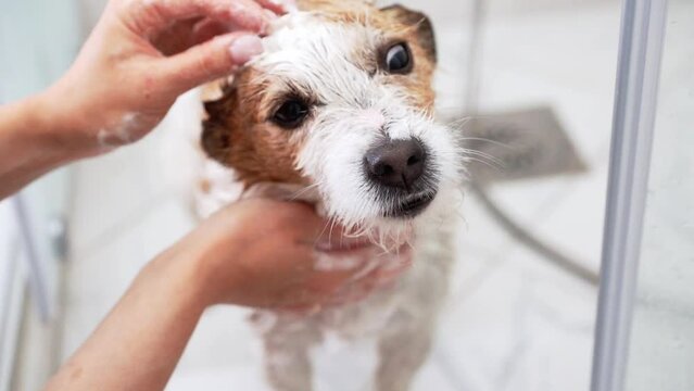 Soapy scrub, Dog bath day. Gentle hands massage shampoo into a Jack Russell Terrier coat during a refreshing bath, with care and attention to cleanliness